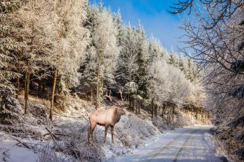 Sunny day at Christmas. The snow-covered road in the northern forest. The red deer with branchy horns costs on skiing run