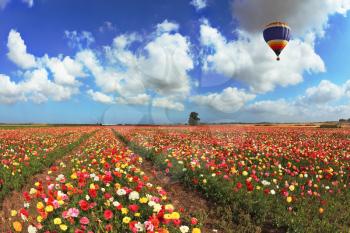 A lot of lovely blooming buttercups and shining clouds. Over the blossoming field of flying a balloon