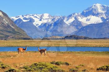 Bible landscape - a field, lake and snow-capped mountains in the distance. In the foreground are grazing guanaco. Patagonia