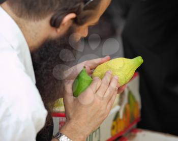 Bnei Brak - September 22: An orthodox Jew in black hat picks citrus before the holiday of Sukkot September 22, 2010 in Bnei Brak, Israel