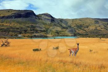 Curious llama watching the road. National Park Torres del Paine in southern Chile