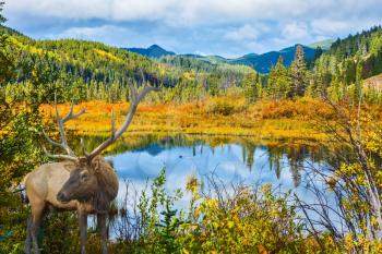 The red deer with branchy horns has a rest at the lake among a grass. Warm autumn day in park Jasper, the Rocky Mountains of Canada