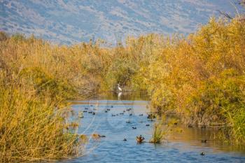  Hula Nature Reserve, Israel, Decembe. Flock of waterfowl winters at Lake Hula