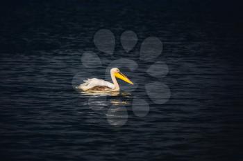 Great pelican floating in the dark water of the lake. Hula Nature Reserve, Israel, December
