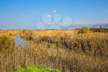 Lake Hula is a wintering place for migratory birds. Dense thickets of marsh grass. Park Hula Nature Reserve, Israel, December