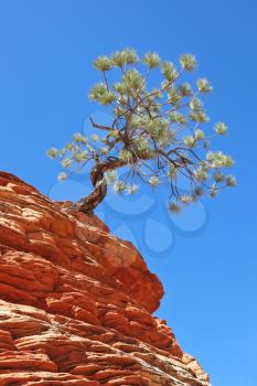 The famous Jumping Tree Jerky-tree. Zion National Park, USA. Striped hills of red sandstone. 