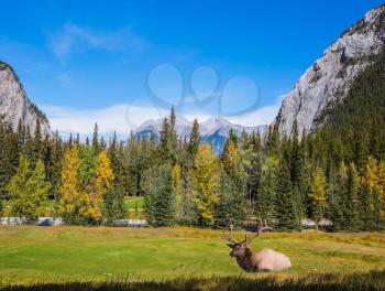  Red deer with branchy horns resting on the bank of creek. Autumn day in the Canadian Rockies