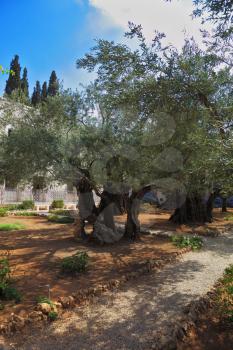  The path between the old olive trees in the Garden of Gethsemane. Location prayer of Jesus before his arrest in Jerusalem