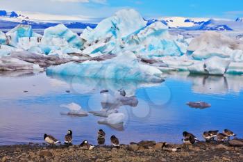 Drifting ice floes and flying geese are reflected in an ocean lagoon. Jökulsárlón Glacial Lagoon in Iceland