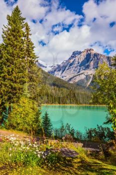 Beautiful autumn day on the Emerald Lake. Blossoming glade in coniferous forest. Rocky Mountains, British Columbia