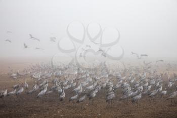  Foggy winter dawn. Huge flock of cranes. Various types of water birds wintering at Lake Hula