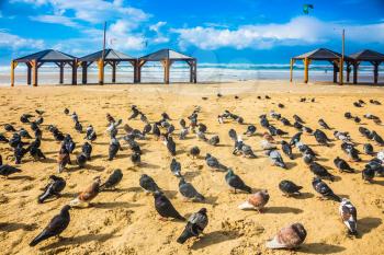 Large flock of pigeons resting on a sandy beach. Windy winter day in the Mediterranean Sea