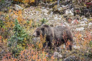 The large brown clumsy bear goes on autumn wood in search of food. Jasper national park, Canada