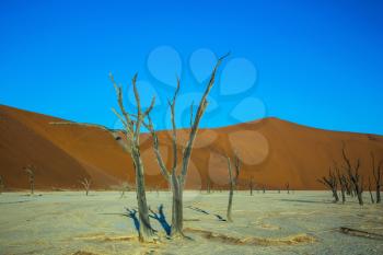 The concept of exotic travel. Orange dunes and dried trees. The bottom of dried lake Deadvlei.  Namib-Naukluft National Park, Namibia