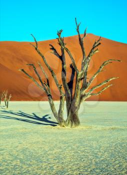 The bottom of dried lake Deadvlei, with dry trees. Ecotourism in Namib-Naukluft National Park, Namibia. Evening, sunset