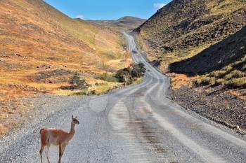 A graceful guanaco is on the road between the hills and listens carefully. Patagonia national park Torres del Paine, Chile