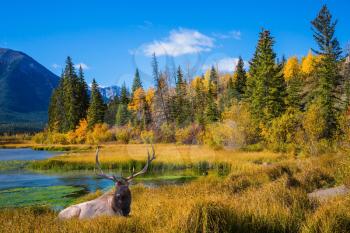 Indian summer in the Rocky Mountains of Canada.  The concept of eco-tourism. Big deer with branched antlers resting on the lake