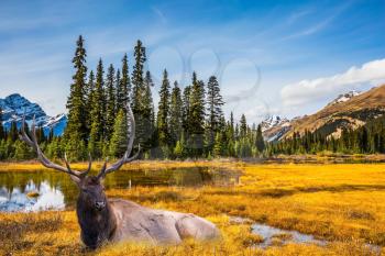 Beautiful nature of the Rocky Mountains of Canada. Red deer with branched antlers resting in the grass