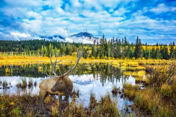 Warm autumn day in park Jasper, the Rocky Mountains of Canada. The red deer with branchy horns has a rest at the lake 