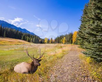 Red deer with branched antlers resting in a mountain valley park Banff. Autumn day in the Canadian Rockies