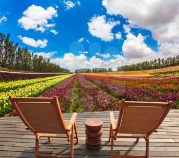 Warm spring day in Israel. Huge field of blossoming garden buttercups-ranunculus. Pair of comfortable wooden sun loungers are on the platform