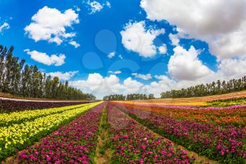 Walk on a sunny day. Farm field of fine flowers. Garden buttercups bloom in bright colors. The concept of eco-tourism