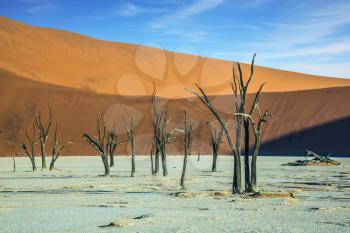The dried lake Deadvlei. Scenic dried trees among the giant orange sand dunes. Namibia, ecotourism in Namib-Naukluft National Park