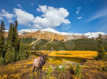 The beautiful nature in Rocky Mountains of Canada. Magnificent red deer with branched antlers grazes in the grass near the swamp