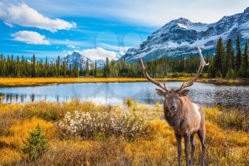 Magnificent red deer with branched antlers grazes in thick grass at the lake. The beautiful nature in northern Rocky Mountains of Canada