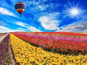 Elegant multi-color rural fields with flowers. Over the field in sky flying big balloon