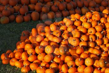 Autumn holiday - Halloween. Gorgeous mature orange pumpkin picturesque piles spread out on the grass. Sunset warm light illuminates all