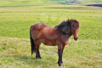 Warm summer day in Iceland. Farmer sleek bay horse with a light mane. Green lawn on the shores of the fjord