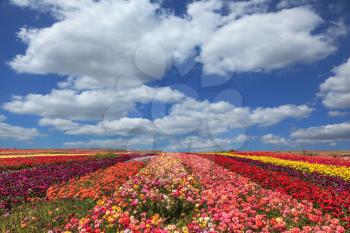 Field of multi-colored decorative flowers buttercups Ranunculus.  Flowers planted with broad bands of colors - red  and yellow