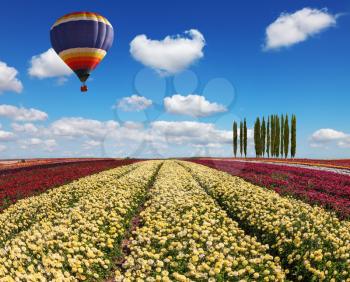 Elegant multi-color rural fields with flowers - ranunculus -  red and yellow. Over the field in sky flying big balloon