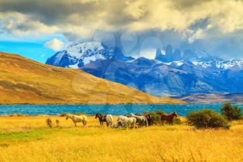 Magic light of sunset.  Rocks Torres del Paine visible among the clouds. Herd of mustangs on the shore of Laguna Azul