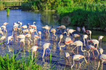 Large flock of pink flamingos. Picturesque exotic birds roost at sunset. Evening light in the National Park of the Camargue, Provence, France
