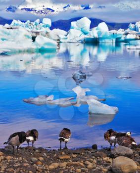 Floes floating in the ocean, and polar birds on the shore of the lagoon are reflected in the ocean. Jökulsárlón Glacial Lagoon in Iceland