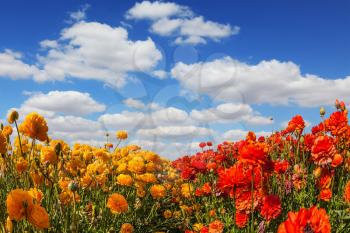 The kibbutz in the south of Israel. Fluffy clouds over a field of blooming buttercups - ranunculus.  Concept of rural tourism and agrotourism