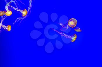 Magic underwater aquarian world. Charming decorative little jellyfishes in blue water