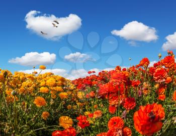 Three large birds flying high in the cumulus clouds. The concept of  eco-tourism and recreation. The southern sun illuminates the flower fields of red buttercups