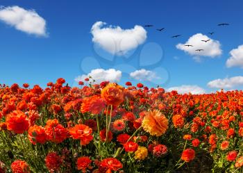 Migratory birds flying high in the cumulus clouds. The southern sun illuminates the flower fields of red buttercups. Concept of rural tourism