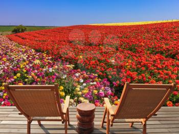 Two chaise lounges for rest stand on a scaffold at a picturesque flower field.  The spring blossoming buttercups  grow multi-colored strips
