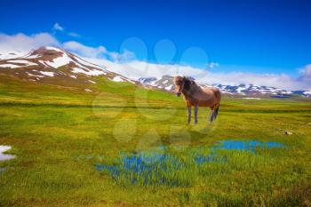 Chestnut Icelandic horse grazing in the meadow. Summer Iceland. Small lake surrounded by green fields