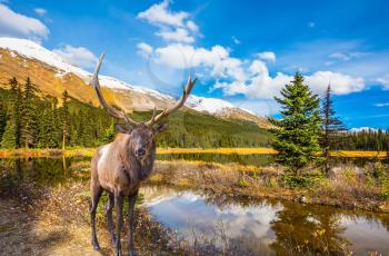 Magnificent red deer with branched antlers grazes in the grass near the water. The beautiful nature in the northern Rocky Mountains of Canada