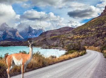 Attentive guanaco on the lake Pehoe. Concept of ecotourism. Chile, Patagonia, Torres del Paine National Park - Biosphere Reserve