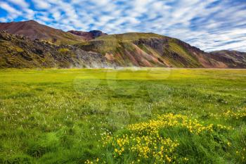 Summer trip to Iceland. The green lawn in the Valley National Park Landmannalaugar. Geothermal soars among the grass