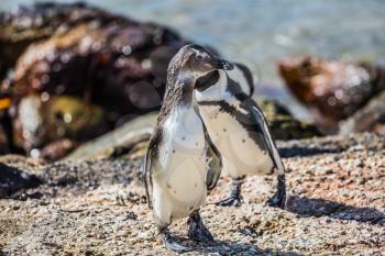 Pair of African black - white penguins on the Atlantic coast. Boulders Penguin Colony in the Table Mountain National Park, South Africa. The concept of  ecotourism