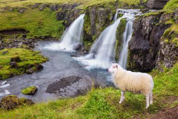 Threaded full-flowing waterfall Kirkyufell Foss on the grassy mountains. White sheep grazing near the picturesque waterfall