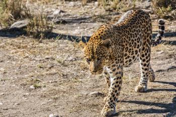  Magnificent spotted african leopard in Namibia. The concept of exotic and extreme tourism