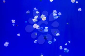 Lovely little white jellyfish in the blue water. Magical Underwater World aquarium